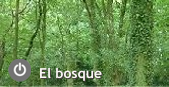 El bosque